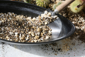 creating a beautiful cactus pot garden