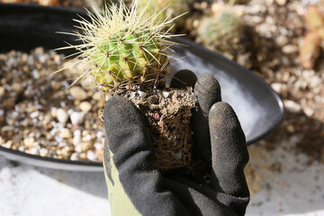 creating a beautiful cactus pot garden