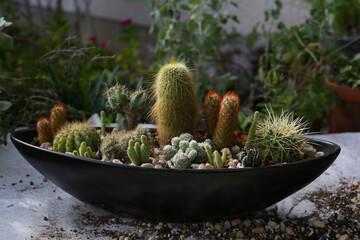 creating a beautiful cactus pot garden