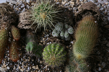 creating a beautiful cactus pot garden