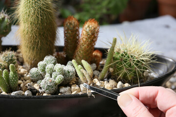 creating a beautiful cactus pot garden