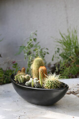 creating a beautiful cactus pot garden