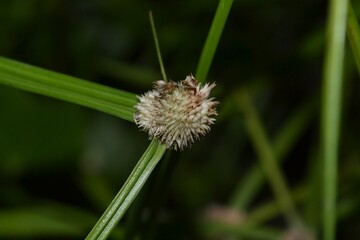 green grass flower