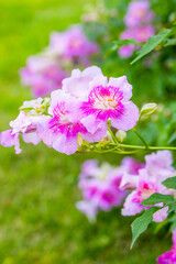 Obraz premium Pink African Trumpet Vines in the park