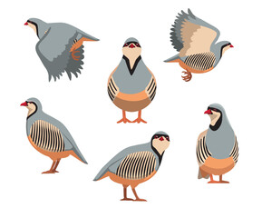 Chukar Partridge Bird Male Female Vector Cartoon Character Various Poses