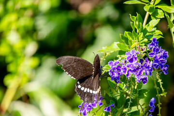 A jade ribbon butterfly (Papilio polytes) is gathering nectar among the flowers in the park. © mei