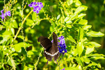 A jade ribbon butterfly (Papilio polytes) is gathering nectar among the flowers in the park. © mei