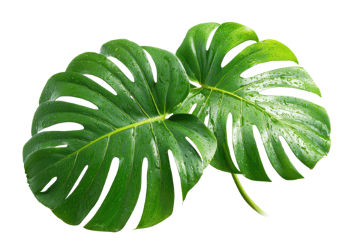 Two split-leaf philodendron leaves, glistening