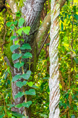 Green tropical plants flowers leaves leaf tree trees nature Brazil.