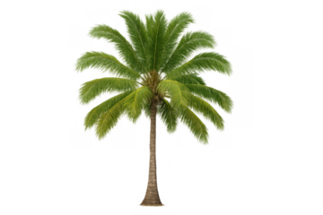 Palm tree with green leaves providing tropical nature feeling. Isolated plant on transparent background