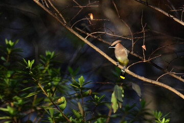 Sleek cedar waxwing yellow bird inflight. 