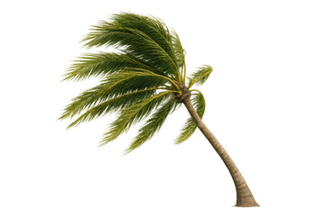 Palm tree swaying in strong wind during a tropical storm, branches moving rapidly, transparent background