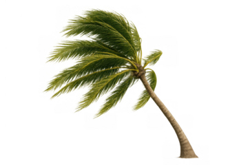 Palm tree swaying in strong wind during a tropical storm, branches moving rapidly, transparent background