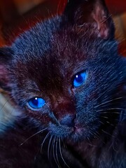 Closeup of a black kitten with striking blue eyes looking at the camera © Vanderlei