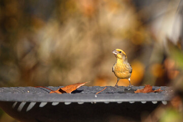 American gold finch sipping at birdbath against blurry fall colors background. 
