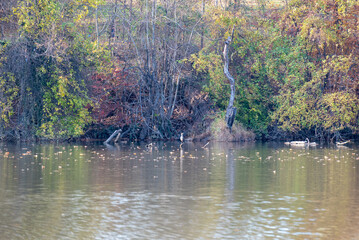 Fall Leaves over Pond