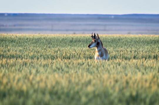 Antelope or Gazelle in a field of winter wheat