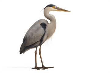 Elegant heron standing tall, perfect for nature designs, wildlife illustrations, and calm, serene visuals, embodying grace and peaceful imagery.