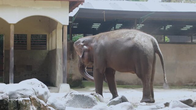 Sumatran Elephant Dust Bathing with Its Trunk at Zoo Enclosure