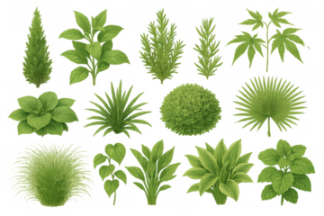Collection of diverse green plants, various foliage and bushes for landscape design and botanical illustration on transparent background