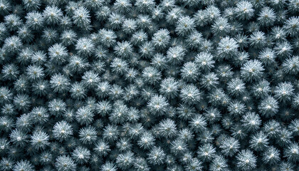 Dense blue spruce branches create a textured natural background perfect for winter holiday designs