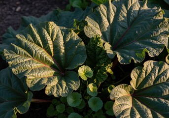Obraz premium Broad textured rhubarb leaves displaying deep green color and prominent red veins