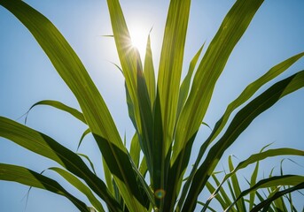 Obraz premium Vibrant green sugarcane leaves backlit by bright sun rays against a clear blue sky.
