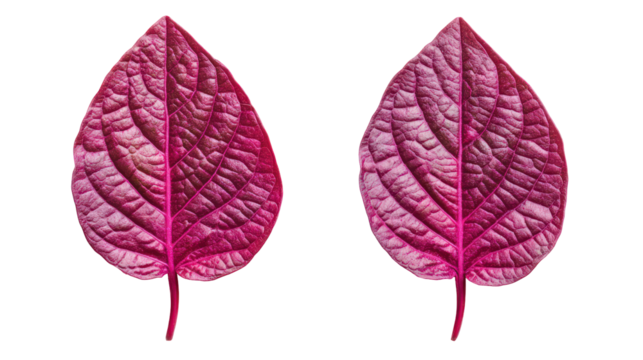 Two vibrant pink leaves isolated on transparent background - Powered by Adobe