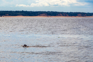Fototapeta premium Pink Amazon river dolphin dolphins Rio Negro in Amazonas Brazil.