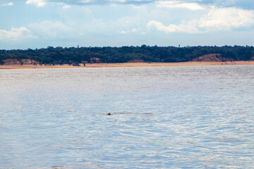 Pink Amazon river dolphin dolphins Rio Negro in Amazonas Brazil.
