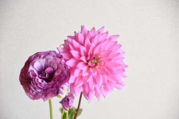 ラナンキュラスとダリア