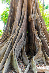 Huge tropical ficus tree gigantic roots and branches Amazonas Brazil.