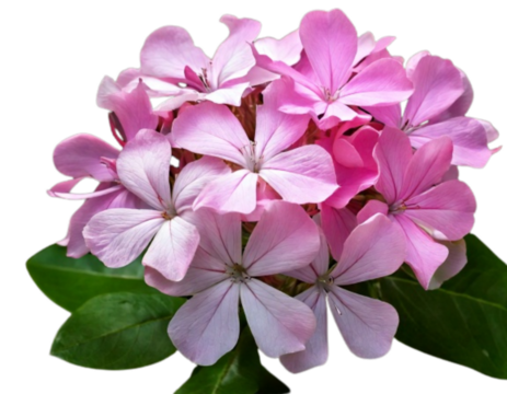 White plumbago or Cape leadwort flower. Close up small pink flower bouquet isolated on transparent background 