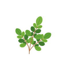 Moringa oleifera plant branch with leaves