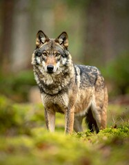 Obraz premium A majestic wolf with brown and grey fur stands amidst a lush, green forest floor. Its alert gaze captures the viewer's attention