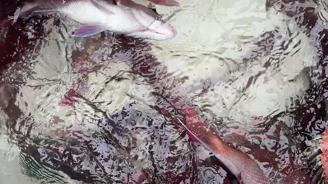 船の生簀で泳ぐ真鯛