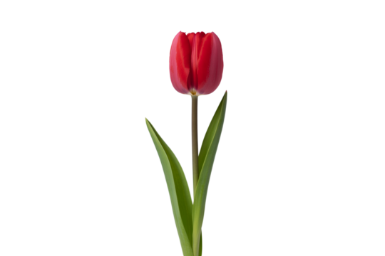 Single red tulip flower isolated on transparent background - Powered by Adobe