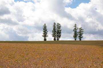 Mild Seven Hill in Biei, Hokkaido