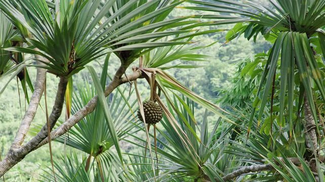 Discover pandanus cookii plants in the rainforest of martinique