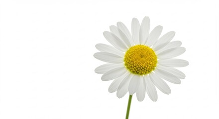 明るい光が優しく降り注ぐ真っ白な清潔な空間で一輪の美しい白いデイジーが鮮やかに咲き誇る 鮮やかな黄色い花芯が純粋な美しさを際立たせるシンプルで優雅な一枚. AI Generated