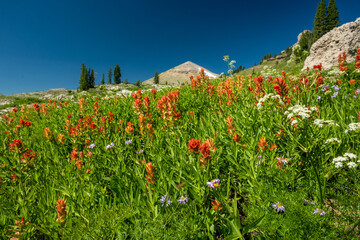 Red Paintbrush Blooms Dot The Meadow Of Moose Basin Divide In Grand Teton