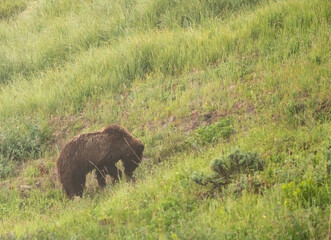 Single Grizzly Bear Searches For Food On Foggy Hilside In Yellowstone