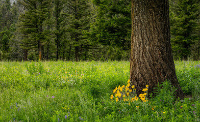 Sunflower Patch Grows At The Base Of Pine Tree