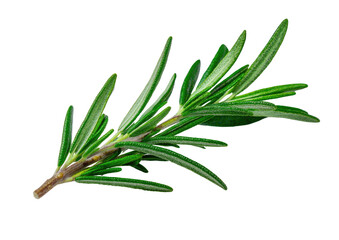 Fototapeta premium Rosemary sprig with narrow leaves, isolated on black