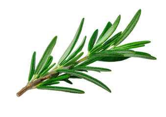 Rosemary sprig with narrow leaves, isolated on black