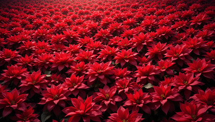 Obraz premium Field of vibrant red poinsettia flowers creating a festive and colorful holiday season background