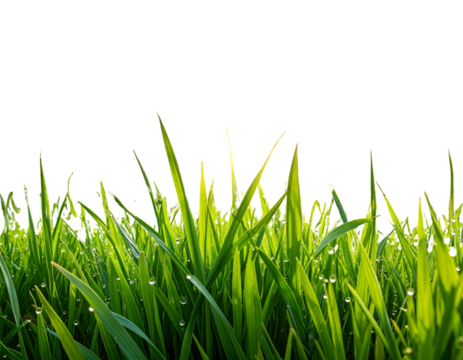  - Top-Down Green Grass Field Texture, Realistic Lawn Surface, Transparent PNG