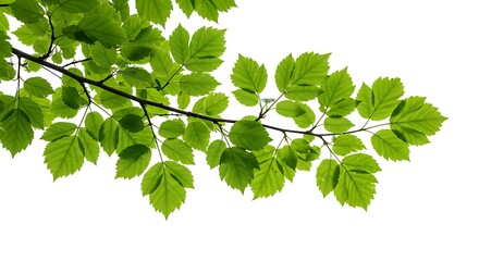 Fototapeta premium 新緑の息吹