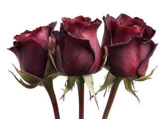 Three dark red roses, tight buds, black backdrop