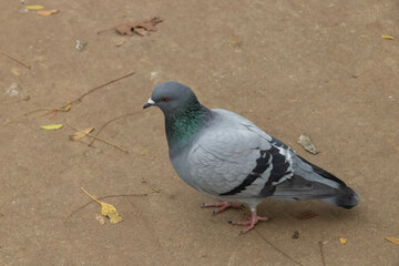 Animals you can find in the park 
